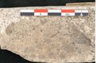 Foto (Detailansicht) von Carpinus betuloides Unger (NHMW-GEO-2024-0188-8118)